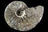 Rhaeboceras Ammonite - Bearpaw Shale, Montana #110576-1